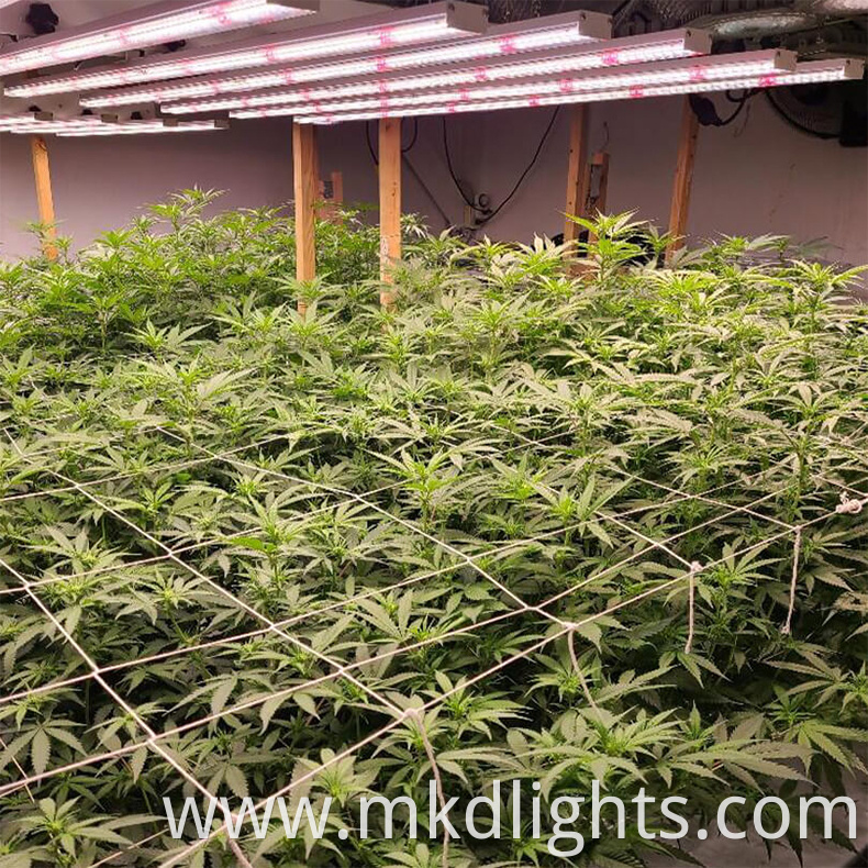 led grow light 1200w 12 bar